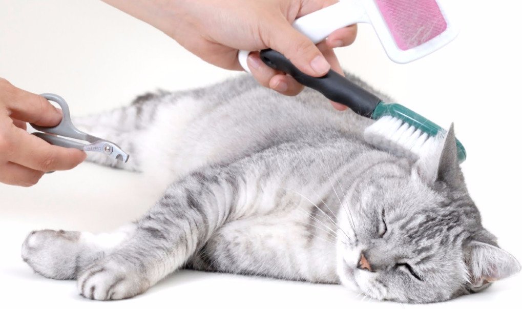 Косметика для кошек