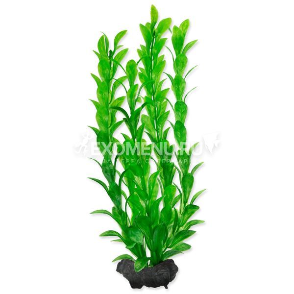 Растение аквариумное Hygrophila (M) 23см с утяжелителем