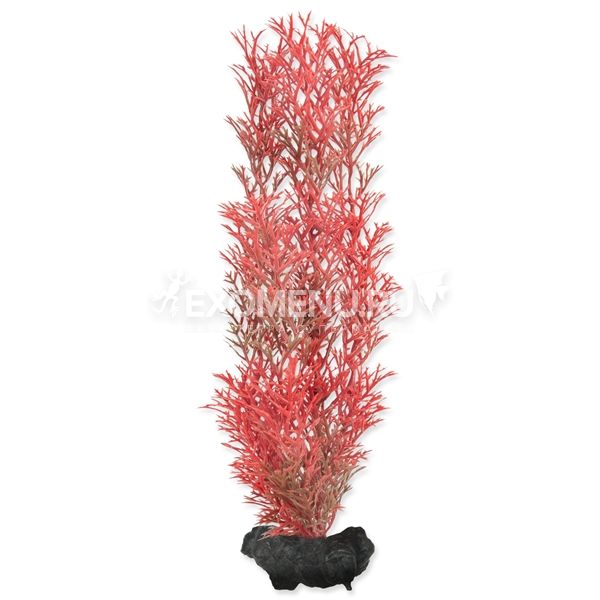 Растение аквариумное Red Foxtail (M) 23 см с утяжелителем