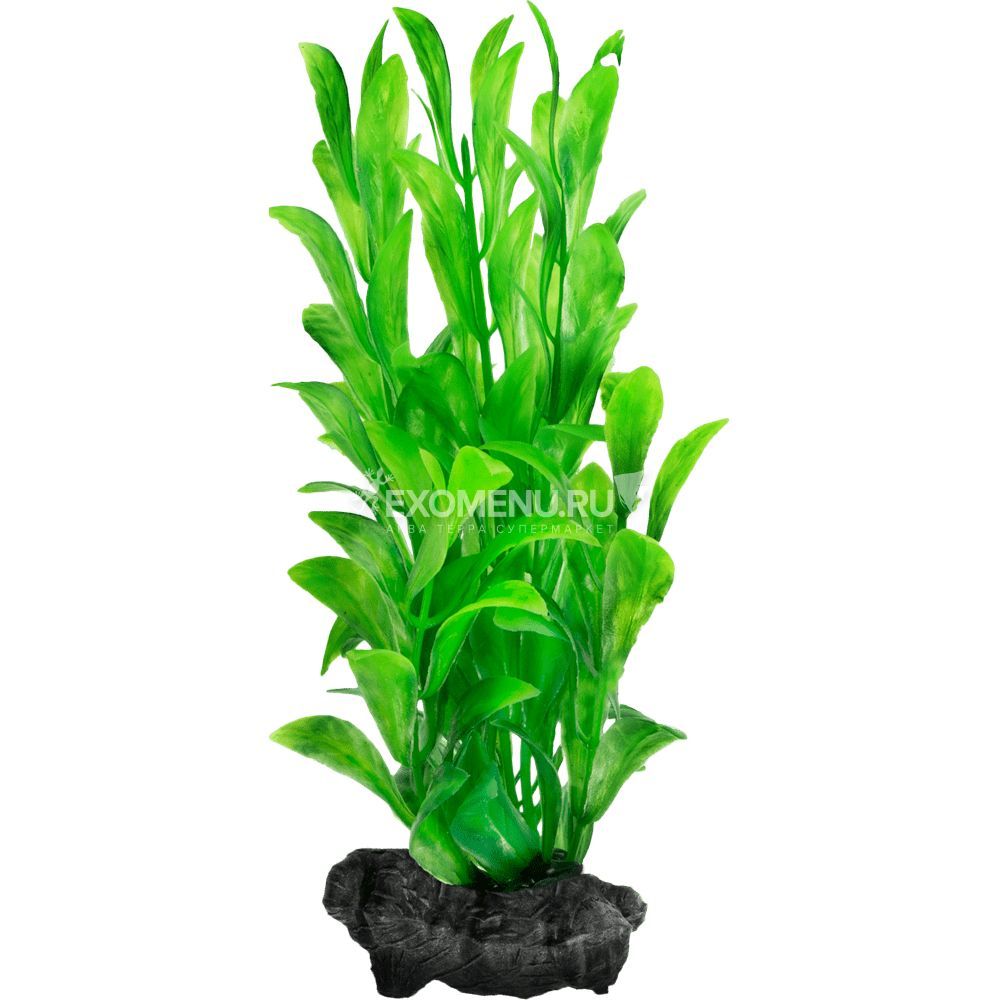 Растение аквариумное Hygrophila (L) 30см с утяжелителем