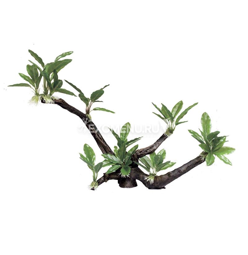 ArtUniq Branched Driftwood With Anubias lanceolata XL - Декоративная композиция из пластика 