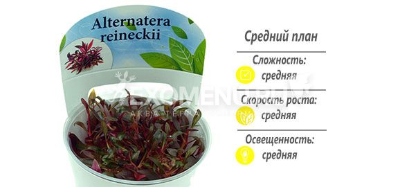 Альтернантера мини (Alternanthera reineckii 