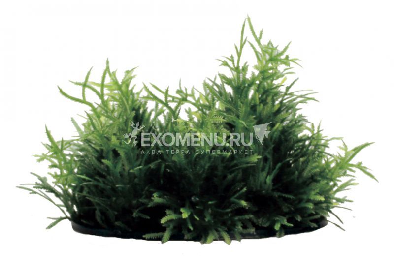 ArtUniq Javanese Moss - Композиция из искуственных растений Островок из мха яванского, 12х8х8 см