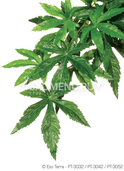 Тропическое растение Jungle Plants Абутилон, малое, 40х25 см