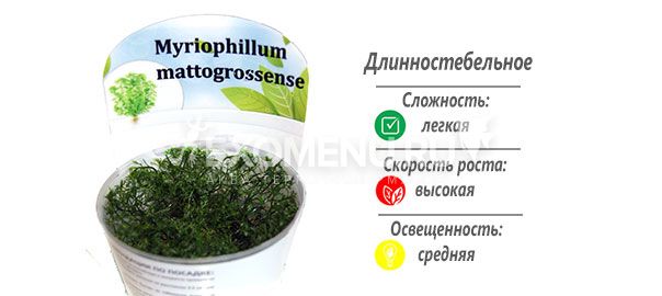 Перистолистник матогросский (Myriophylum matogrossense) меристемное