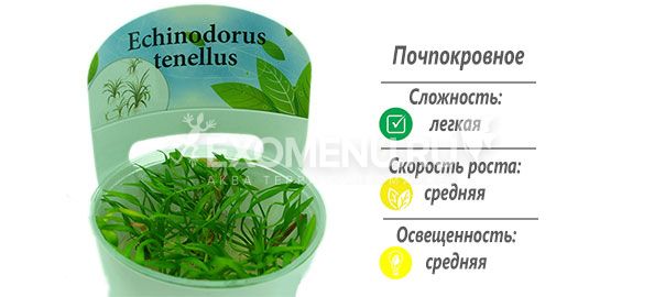 Эхинодорус тенелус (Echinodorus tenellus) меристемное