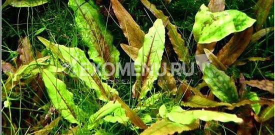 Криптокорина Грин Геккон (Cryptocoryne W. 