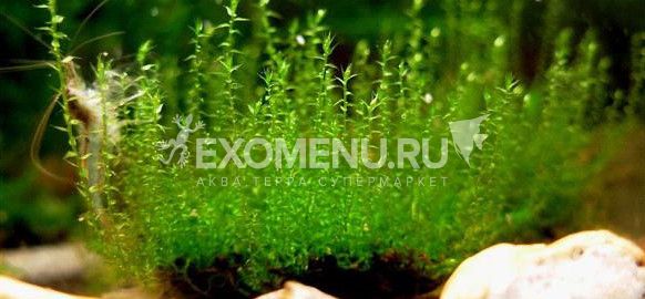 Мох Стринг (Leptodictyum riparium) меристемное