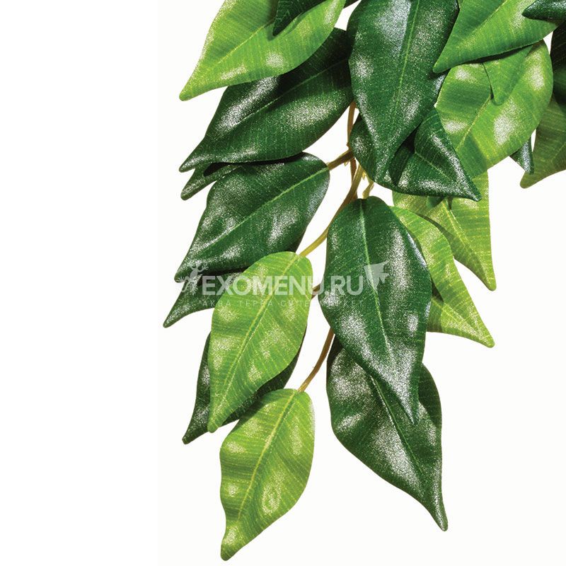 Тропическое растение Jungle Plants Фикус, малое, 45х20 см