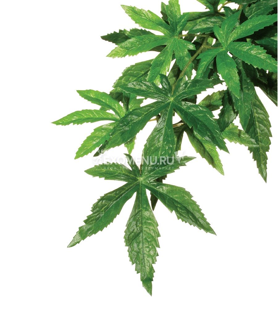 Тропическое растение Jungle Plants Абутилон, большое, 80х20 см