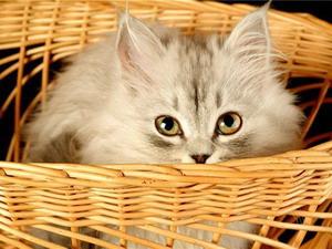 Рюкзаки, плетеные корзины для кошек