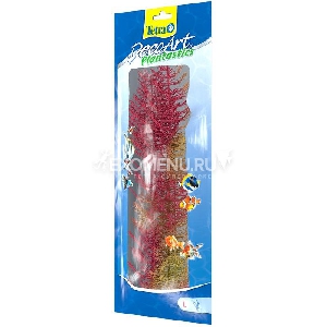 Растение аквариумное Red Foxtail3 (L)
