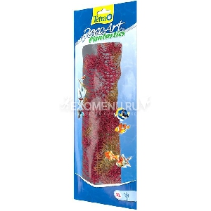Растение аквариумное Red Foxtail 4 (XL)  38см.  607118