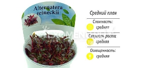 Альтернантера мини (Alternanthera reineckii 