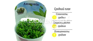 Аммания Бонсай (Ammania sp. 