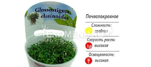 Глоссостигма повойничковая (Glossostigma elatinoides) меристемное