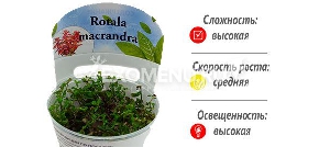 Ротала макрандра (Rotala macrandra) меристемное