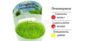 Стаурогин ползучий (Staurogyne repens) меристемное