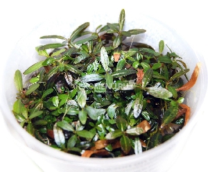 Гигрофила арагвайя (Hygrophila sp. 