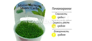 Микрантемум монтекарло (Micranthemum sp.) меристемное