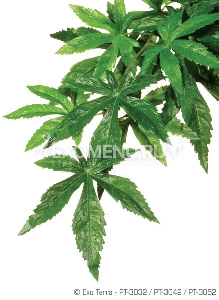 Тропическое растение Jungle Plants Абутилон, среднее, 55х20 см