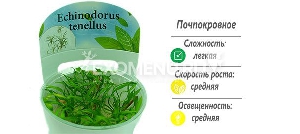 Эхинодорус тенелус (Echinodorus tenellus) меристемное