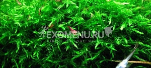 Мох Фонтиалис (Fontinalis antipyretica) меристемное
