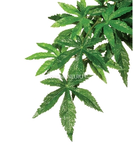 Тропическое растение Jungle Plants Абутилон, большое, 80х20 см