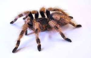 Паук-Птицеед Nh. Coloratovillosus